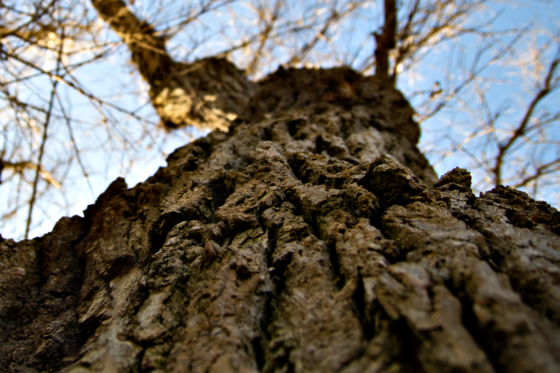 The Great Oak Tree