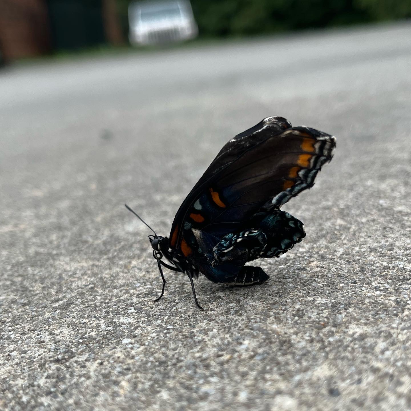 Metamorphosis